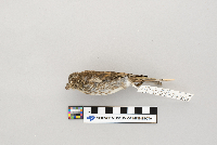 Carpodacus purpureus image