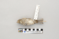 Carpodacus purpureus image