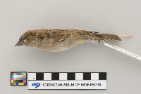 Passer domesticus image