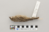 Passer domesticus image