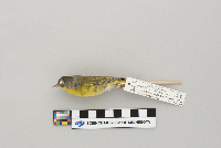 Vermivora ruficapilla image