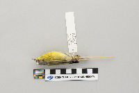 Vermivora ruficapilla image