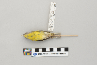 Vermivora ruficapilla image