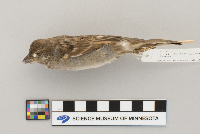 Passer domesticus image