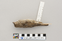 Passer domesticus image