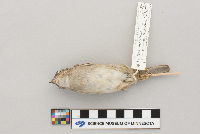 Passer domesticus image