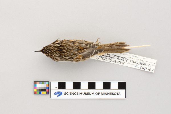 Certhia americana image