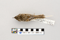 Certhia americana image