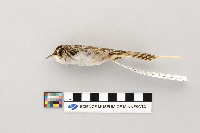 Certhia americana image