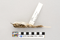 Certhia americana image