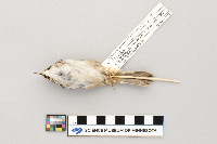 Certhia americana image