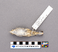 Mniotilta varia image