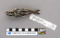 Mniotilta varia image