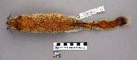 Tamiasciurus hudsonicus image