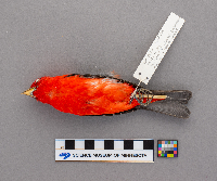 Piranga olivacea image
