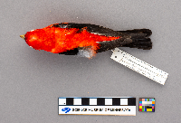 Piranga olivacea image