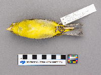 Piranga olivacea image