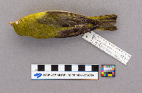 Piranga olivacea image
