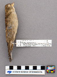 Passer domesticus image