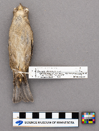 Passer domesticus image