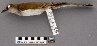 Coccyzus erythropthalmus image