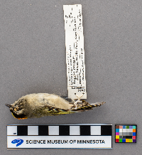 Regulus satrapa image