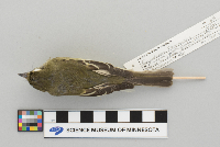 Empidonax flaviventris image