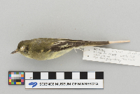 Empidonax flaviventris image