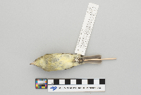 Empidonax flaviventris image