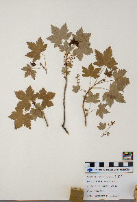 Ribes lacustre image