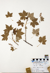 Ribes lacustre image