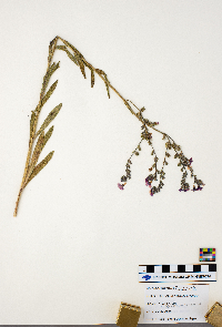 Anchusa arvensis image