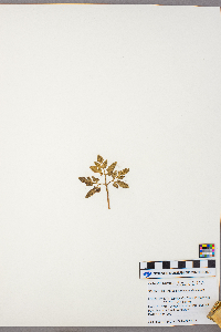 Sceptridium dissectum image