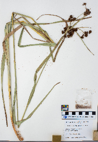 Scirpus atrovirens image
