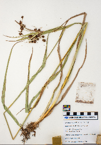 Scirpus atrovirens image