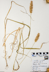 Setaria pumila image