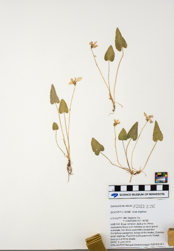 Viola sagittata image