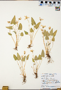 Viola sagittata image