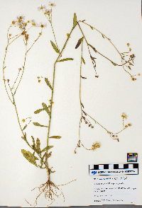 Erigeron glabellus image