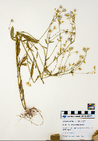 Erigeron glabellus image