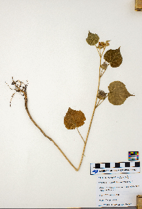 Abutilon theophrasti image