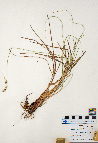 Carex buxbaumii image