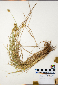 Carex scoparia image