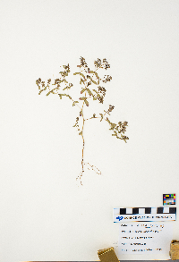 Euphorbia geyeri image