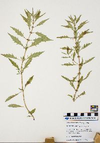 Lycopus virginicus image