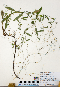 thumbnail image of current specimen