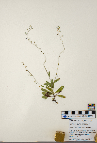 Myosotis laxa image