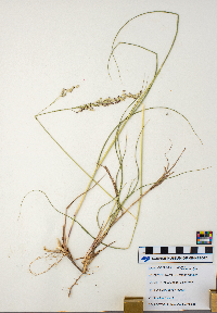Panicum virgatum image