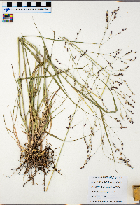 Panicum virgatum image
