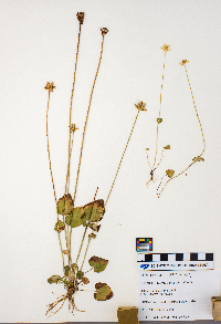 Parnassia palustris image